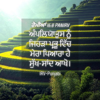 Picture 04 - ਰੋਮੀਆਂ 16:8 PANIRV - ਅੰਪਲਿਯਾਤੁਸ ਨੂੰ - Bible Verse Picture
