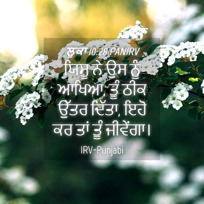 Picture 04 - ਲੂਕਾ 10:28 PANIRV - ਯਿਸੂ ਨੇ ਉਸ ਨੂੰ - Bible Verse Picture