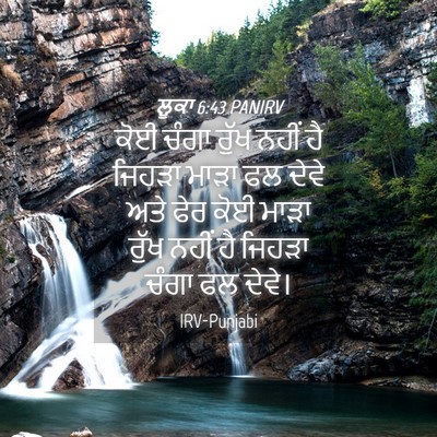 Picture 04 - ਲੂਕਾ 6:43 PANIRV - ਕੋਈ ਚੰਗਾ ਰੁੱਖ ਨਹੀਂ - Bible Verse Picture