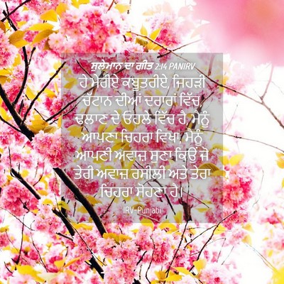 Picture 04 - ਸੁਲੇਮਾਨ ਦਾ ਗੀਤ 2:14 PANIRV - ਹੇ ਮੇਰੀਏ ਕਬੂਤਰੀਏ, - Bible Verse Picture