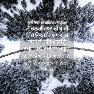 Picture 04 - ਸੁਲੇਮਾਨ ਦਾ ਗੀਤ 6:11 PANIRV - ਮੈਂ ਚਲਗੋਜਿਆਂ ਦੀ - Bible Verse Picture