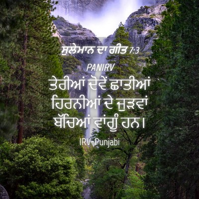 Picture 04 - ਸੁਲੇਮਾਨ ਦਾ ਗੀਤ 7:3 PANIRV - ਤੇਰੀਆਂ ਦੋਵੇਂ - Bible Verse Picture
