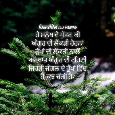 Picture 04 - ਹਿਜ਼ਕੀਏਲ 15:2 PANIRV - ਹੇ ਮਨੁੱਖ ਦੇ ਪੁੱਤਰ, - Bible Verse Picture