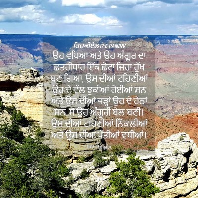 Picture 04 - ਹਿਜ਼ਕੀਏਲ 17:6 PANIRV - ਉਹ ਵਧਿਆ ਅਤੇ ਉਹ - Bible Verse Picture