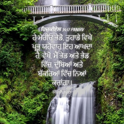 Picture 04 - ਹਿਜ਼ਕੀਏਲ 34:17 PANIRV - ਹੇ ਮੇਰੀਓ ਭੇਡੋ, - Bible Verse Picture