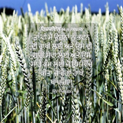 Picture 04 - ਹਿਜ਼ਕੀਏਲ 44:14 PANIRV - ਤਾਂ ਵੀ ਮੈਂ ਉਹਨਾਂ - Bible Verse Picture