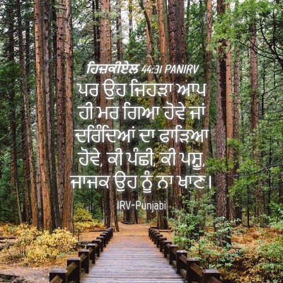 Picture 04 - ਹਿਜ਼ਕੀਏਲ 44:31 PANIRV - ਪਰ ਉਹ ਜਿਹੜਾ ਆਪ ਹੀ - Bible Verse Picture