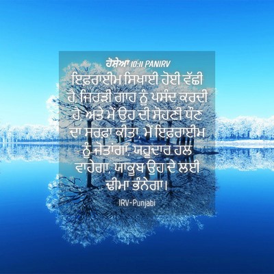 Picture 04 - ਹੋਸ਼ੇਆ 10:11 PANIRV - ਇਫ਼ਰਾਈਮ ਸਿਖਾਈ ਹੋਈ - Bible Verse Picture