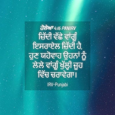Picture 04 - ਹੋਸ਼ੇਆ 4:16 PANIRV - ਜ਼ਿੱਦੀ ਵੱਛੇ - Bible Verse Picture
