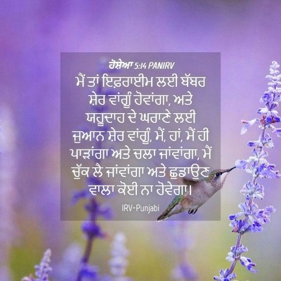 Picture 04 - ਹੋਸ਼ੇਆ 5:14 PANIRV - ਮੈਂ ਤਾਂ ਇਫ਼ਰਾਈਮ ਲਈ - Bible Verse Picture