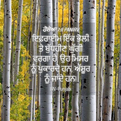 Picture 04 - ਹੋਸ਼ੇਆ 7:11 PANIRV - ਇਫ਼ਰਾਈਮ ਇੱਕ ਭੋਲੀ - Bible Verse Picture