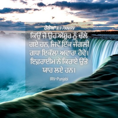 Picture 04 - ਹੋਸ਼ੇਆ 8:9 PANIRV - ਕਿਉਂ ਜੋ ਉਹ ਅੱਸ਼ੂਰ - Bible Verse Picture