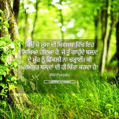 Picture 05 - 1 ਕੁਰਿੰਥੀਆਂ 9:9 PANIRV - ਕਿਉਂ ਜੋ ਮੂਸਾ ਦੀ - Bible Verse Picture