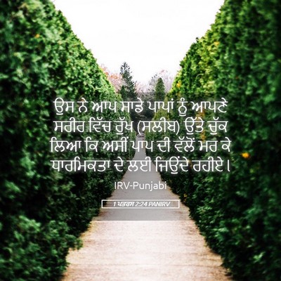 Picture 05 - 1 ਪਤਰਸ 2:24 PANIRV - ਉਸ ਨੇ ਆਪ ਸਾਡੇ ਪਾਪਾਂ - Bible Verse Picture