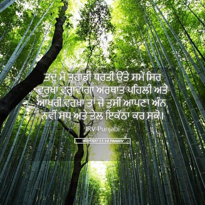 Picture 05 - ਅਸਤਸਨਾ 11:14 PANIRV - ਤਦ ਮੈਂ ਤੁਹਾਡੀ ਧਰਤੀ - Bible Verse Picture