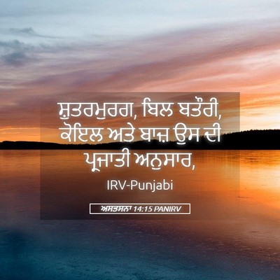 Picture 05 - ਅਸਤਸਨਾ 14:15 PANIRV - ਸ਼ੁਤਰਮੁਰਗ, ਬਿਲ - Bible Verse Picture