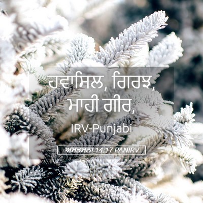 Picture 05 - ਅਸਤਸਨਾ 14:17 PANIRV - ਹਵਾਸਿਲ, ਗਿਰਝ, ਮਾਹੀ - Bible Verse Picture