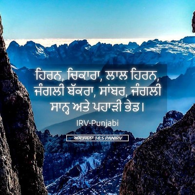 Picture 05 - ਅਸਤਸਨਾ 14:5 PANIRV - ਹਿਰਨ, ਚਿਕਾਰਾ, ਲਾਲ - Bible Verse Picture