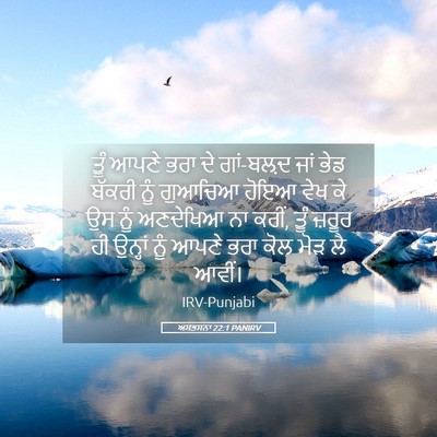 Picture 05 - ਅਸਤਸਨਾ 22:1 PANIRV - ਤੂੰ ਆਪਣੇ ਭਰਾ ਦੇ - Bible Verse Picture