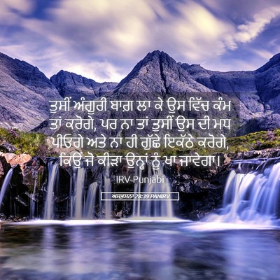 Picture 05 - ਅਸਤਸਨਾ 28:39 PANIRV - ਤੁਸੀਂ ਅੰਗੂਰੀ ਬਾਗ਼ - Bible Verse Picture