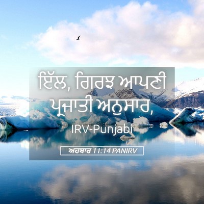 Picture 05 - ਅਹਬਾਰ 11:14 PANIRV - ਇੱਲ, ਗਿਰਝ ਆਪਣੀ - Bible Verse Picture
