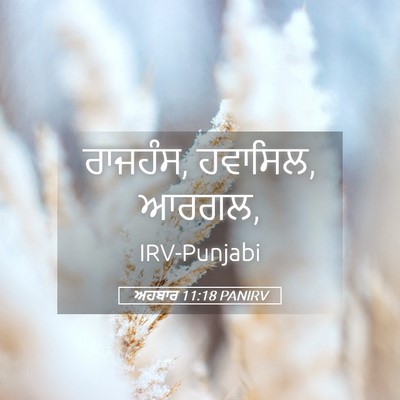 Picture 05 - ਅਹਬਾਰ 11:18 PANIRV - ਰਾਜਹੰਸ, ਹਵਾਸਿਲ, - Bible Verse Picture