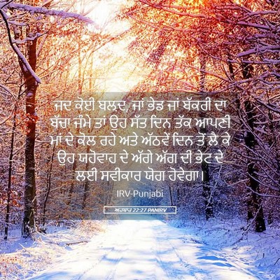 Picture 05 - ਅਹਬਾਰ 22:27 PANIRV - ਜਦ ਕੋਈ ਬਲ਼ਦ, ਜਾਂ - Bible Verse Picture