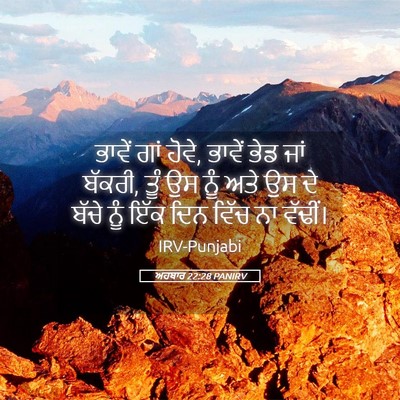 Picture 05 - ਅਹਬਾਰ 22:28 PANIRV - ਭਾਵੇਂ ਗਾਂ ਹੋਵੇ, - Bible Verse Picture