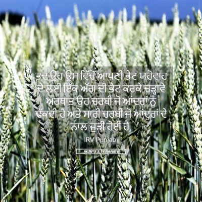Picture 05 - ਅਹਬਾਰ 3:14 PANIRV - ਤਦ ਉਹ ਉਸ ਵਿੱਚੋਂ - Bible Verse Picture