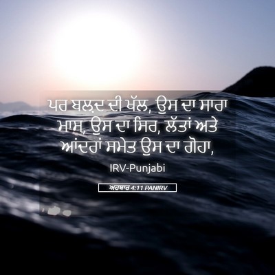 Picture 05 - ਅਹਬਾਰ 4:11 PANIRV - ਪਰ ਬਲ਼ਦ ਦੀ ਖੱਲ, ਉਸ - Bible Verse Picture