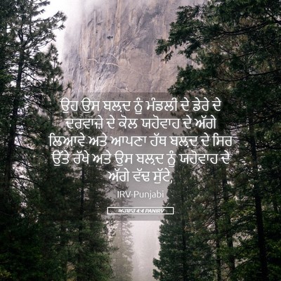 Picture 05 - ਅਹਬਾਰ 4:4 PANIRV - ਉਹ ਉਸ ਬਲ਼ਦ ਨੂੰ - Bible Verse Picture