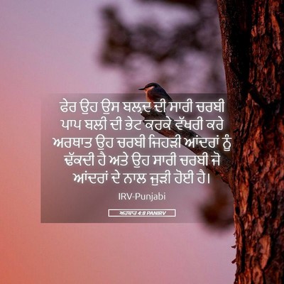Picture 05 - ਅਹਬਾਰ 4:8 PANIRV - ਫੇਰ ਉਹ ਉਸ ਬਲ਼ਦ ਦੀ - Bible Verse Picture