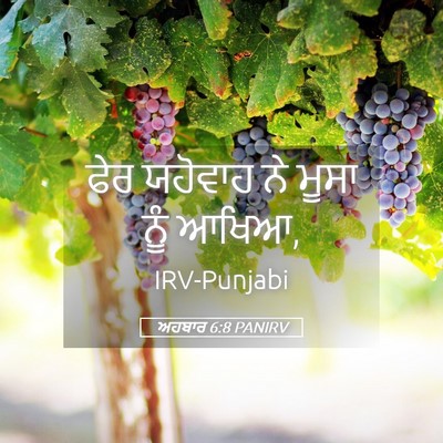 Picture 05 - ਅਹਬਾਰ 6:8 PANIRV - ਫੇਰ ਯਹੋਵਾਹ ਨੇ ਮੂਸਾ - Bible Verse Picture
