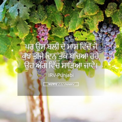 Picture 05 - ਅਹਬਾਰ 7:17 PANIRV - ਪਰ ਉਸ ਬਲੀ ਦੇ ਮਾਸ - Bible Verse Picture