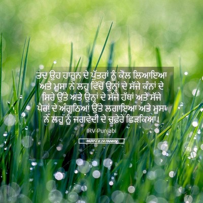 Picture 05 - ਅਹਬਾਰ 8:24 PANIRV - ਤਦ ਉਹ ਹਾਰੂਨ ਦੇ - Bible Verse Picture
