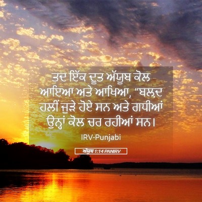 Picture 05 - ਅੱਯੂਬ 1:14 PANIRV - ਤਦ ਇੱਕ ਦੂਤ ਅੱਯੂਬ - Bible Verse Picture