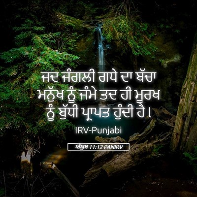Picture 05 - ਅੱਯੂਬ 11:12 PANIRV - ਜਦ ਜੰਗਲੀ ਗਧੇ ਦਾ - Bible Verse Picture