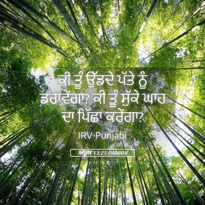 Picture 05 - ਅੱਯੂਬ 13:25 PANIRV - ਕੀ ਤੂੰ ਉੱਡਦੇ ਪੱਤੇ - Bible Verse Picture