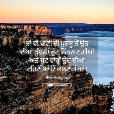 Picture 05 - ਅੱਯੂਬ 14:9 PANIRV - ਤਾਂ ਵੀ ਪਾਣੀ ਦੀ - Bible Verse Picture