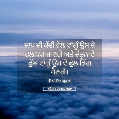 Picture 05 - ਅੱਯੂਬ 15:33 PANIRV - ਦਾਖ ਦੀ ਕੱਚੀ ਵੇਲ - Bible Verse Picture