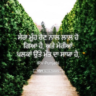 Picture 05 - ਅੱਯੂਬ 16:16 PANIRV - ਮੇਰਾ ਮੂੰਹ ਰੋਣ ਨਾਲ - Bible Verse Picture