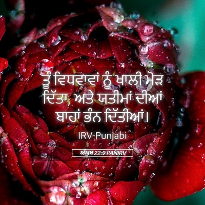 Picture 05 - ਅੱਯੂਬ 22:9 PANIRV - ਤੂੰ ਵਿਧਵਾਵਾਂ ਨੂੰ - Bible Verse Picture