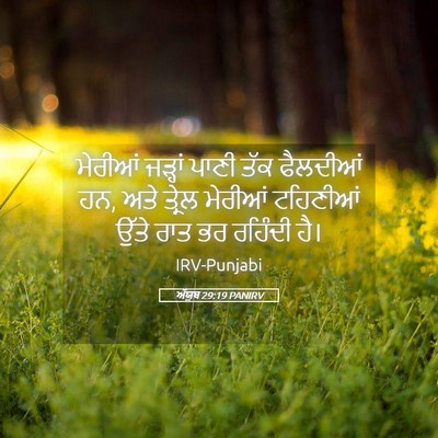 Picture 05 - ਅੱਯੂਬ 29:19 PANIRV - ਮੇਰੀਆਂ ਜੜ੍ਹਾਂ - Bible Verse Picture