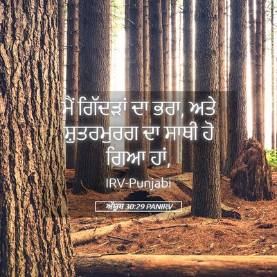 Picture 05 - ਅੱਯੂਬ 30:29 PANIRV - ਮੈਂ ਗਿੱਦੜਾਂ ਦਾ ਭਰਾ, - Bible Verse Picture