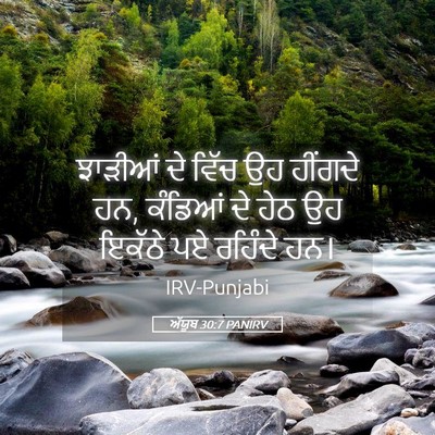 Picture 05 - ਅੱਯੂਬ 30:7 PANIRV - ਝਾੜੀਆਂ ਦੇ ਵਿੱਚ ਉਹ - Bible Verse Picture