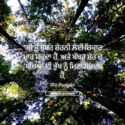 Picture 05 - ਅੱਯੂਬ 38:39 PANIRV - “ਕੀ ਤੂੰ ਬੱਬਰ - Bible Verse Picture