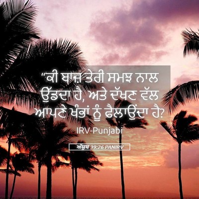 Picture 05 - ਅੱਯੂਬ 39:26 PANIRV - “ਕੀ ਬਾਜ਼ ਤੇਰੀ ਸਮਝ - Bible Verse Picture