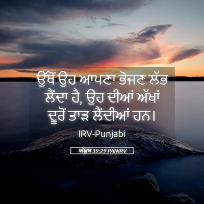 Picture 05 - ਅੱਯੂਬ 39:29 PANIRV - ਉੱਥੋਂ ਉਹ ਆਪਣਾ ਭੋਜਣ - Bible Verse Picture