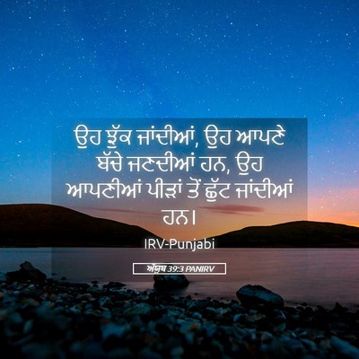 Picture 05 - ਅੱਯੂਬ 39:3 PANIRV - ਉਹ ਝੁੱਕ ਜਾਂਦੀਆਂ, ਉਹ - Bible Verse Picture