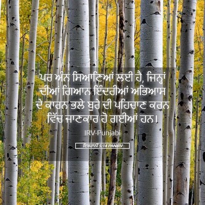 Picture 05 - ਇਬਰਾਨੀ 5:14 PANIRV - ਪਰ ਅੰਨ ਸਿਆਣਿਆਂ ਲਈ - Bible Verse Picture